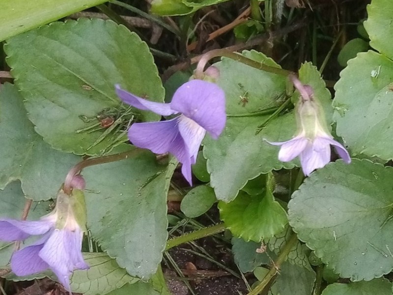 Common Blue Violet Viola&nbsp;sororia