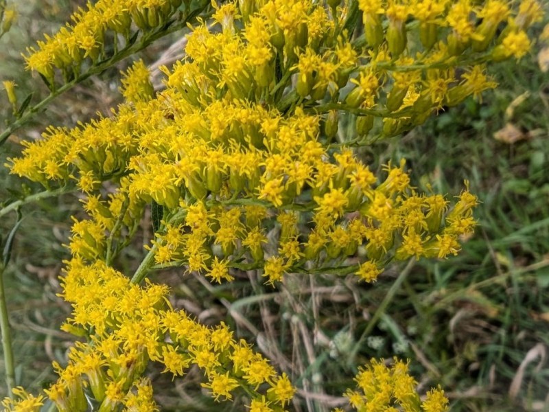 Canada Goldenrod