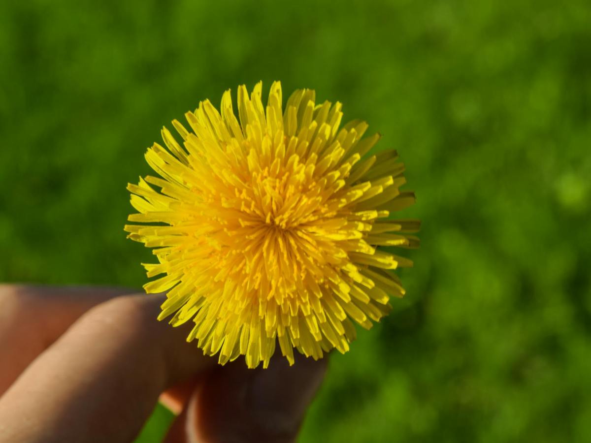 Dandelion